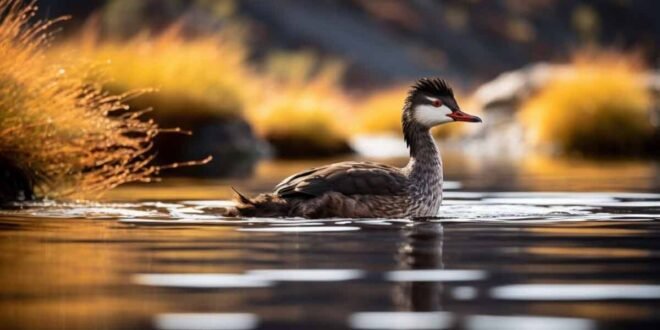 world's greatest duckling is situated in the little town of Andrew