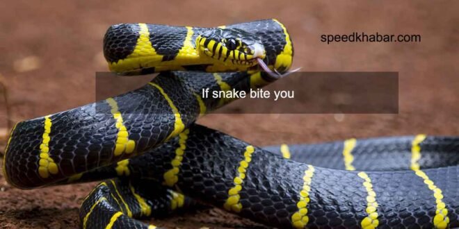 snake bite you